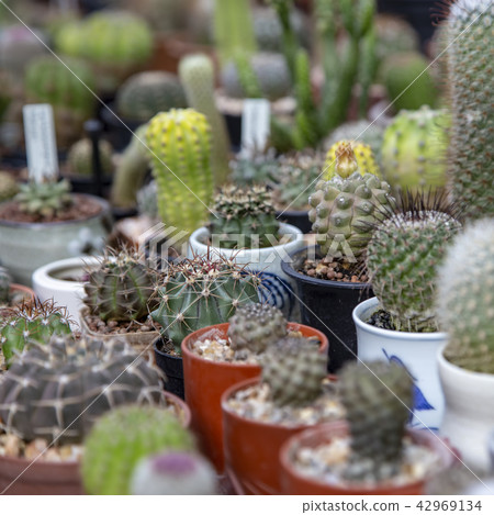 Group of cactus Group of cactus 42969134