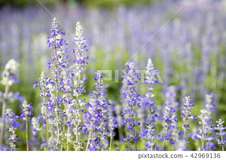 Closeup purple flowers (salvia officinalis) Closeup purple flowers (salvia officinalis) 42969136