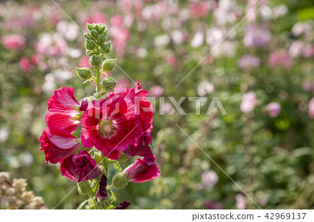 Hollyhocks flower in the garden Hollyhocks flower in the garden 42969137