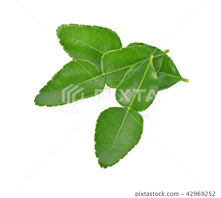 Top view of Kaffir lime leaf  on white background 42969252