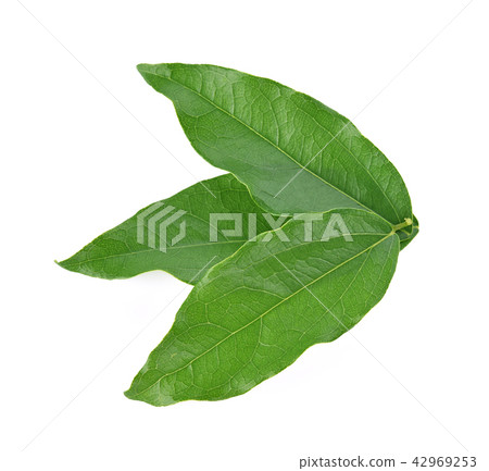 Top view of Yanang leaf  on white background 42969253