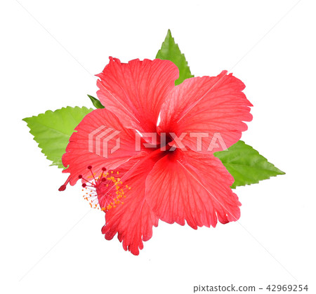 Red hibiscus isolated on white background Red hibiscus isolated on white background 42969254