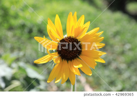 向日葵 42969365