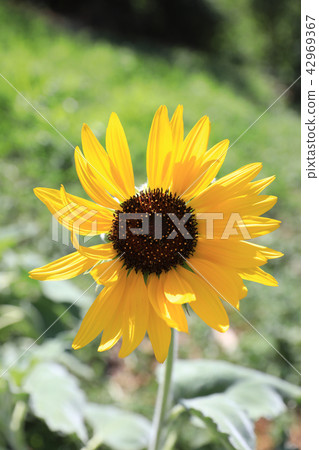 向日葵 向日葵 42969367