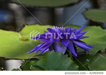雙簧管花卉中心復旦花 雙簧管花卉中心復旦花 42969494