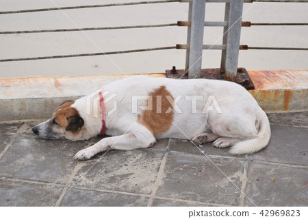 Sleeping dogs lying on the roadside mortar. Sleeping dogs lying on the roadside mortar. 42969823