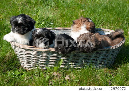 The breed of this dog is called Lhasa apso. The breed of this dog is called Lhasa apso. 42970072