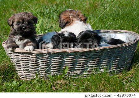 The breed of this dog is called Lhasa apso. The breed of this dog is called Lhasa apso. 42970074