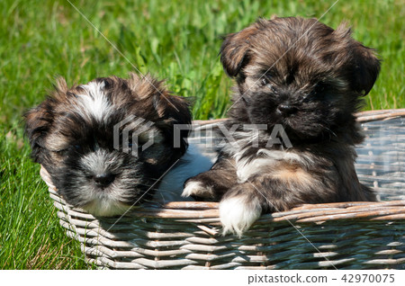 The breed of this dog is called Lhasa apso. The breed of this dog is called Lhasa apso. 42970075