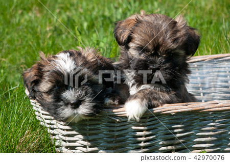 The breed of this dog is called Lhasa apso. The breed of this dog is called Lhasa apso. 42970076