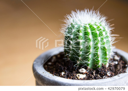 Mini cactus Mini cactus 42970079