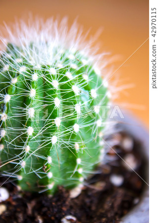 Mini cactus Mini cactus 42970115