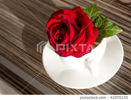 Red rose in the white cup, romance Red rose in the white cup, romance 42970230
