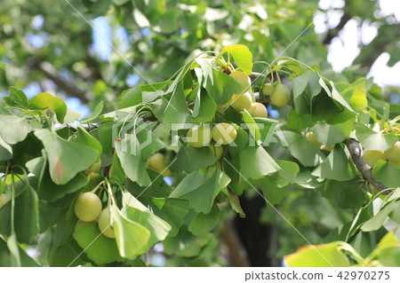 Ginkgo Ginkgo 42970275