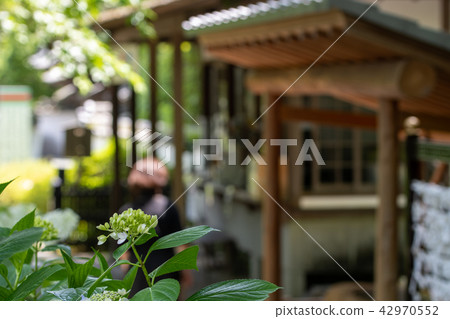 Kuanji寺的繡球花 Kuanji寺的繡球花 42970552