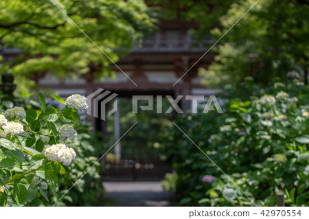 Kuanji寺的繡球花 Kuanji寺的繡球花 42970554