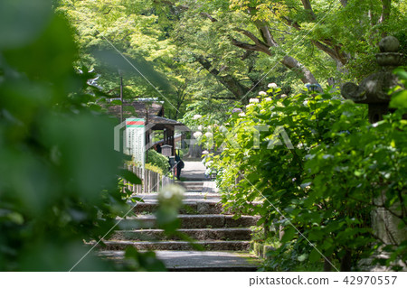 Hydrangea of Kuanji Temple Hydrangea of Kuanji Temple 42970557