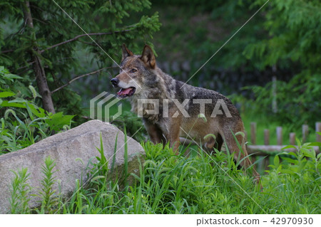 Tama Animal Park 42970930