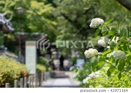 繡球花Kuchiji寺廟 繡球花Kuchiji寺廟 42971164