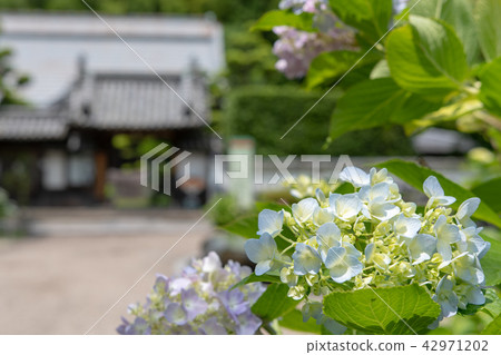 Hydrangea of Kuanji Temple Hydrangea of Kuanji Temple 42971202