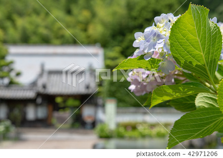 Hydrangea of Kuanji Temple 42971206