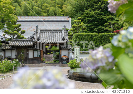 Hydrangea of Kuanji Temple 42971210