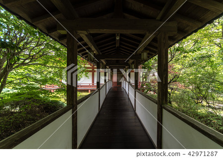 Hydrangea of Kuanji Temple 42971287