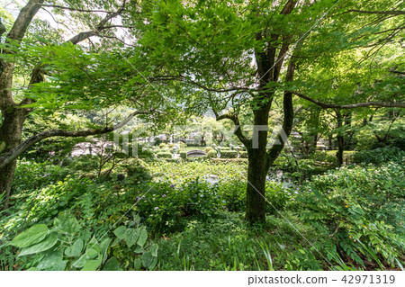 Hydrangea of Kuanji Temple Hydrangea of Kuanji Temple 42971319