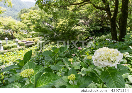 Kuanji寺的繡球花 Kuanji寺的繡球花 42971324
