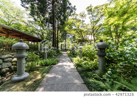 Hydrangea of Kuanji Temple 42971328