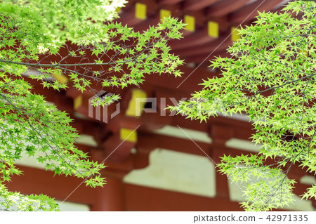Hydrangea of Kuanji Temple Hydrangea of Kuanji Temple 42971335