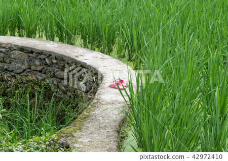 Pink slippers on the rice terrace Pink slippers on the rice terrace 42972410