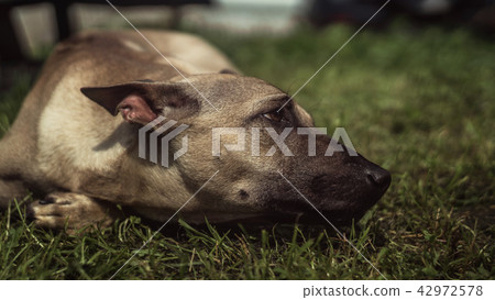 Thai Ridgeback Dog 42972578