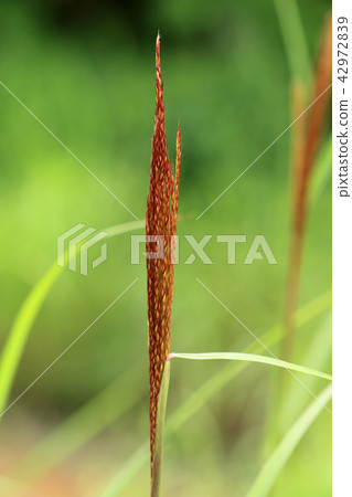 在打開日本雪鬆的耳朵之前, - Komagomeza Fukushima pream Minamiaizu cho 在打開日本雪鬆的耳朵之前, - Komagomeza Fukushima pream Minamiaizu cho 42972839