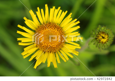 Mizugiku Komagomezu濕地福島縣南水津町的花 Mizugiku Komagomezu濕地福島縣南水津町的花 42972842