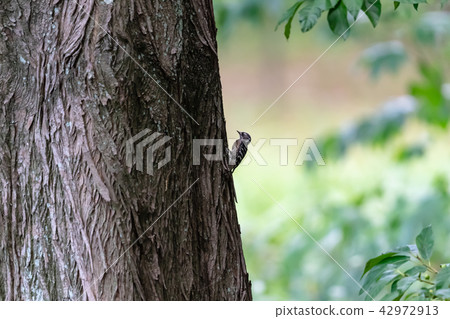 Kogera卡在一棵樹上 42972913