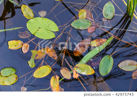 Water lily leaves on water surface close-up Water lily leaves on water surface close-up 42973743