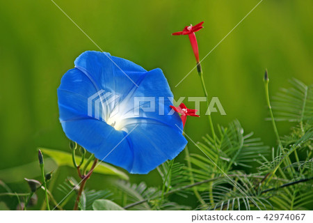牽牛花和甘美 42974067