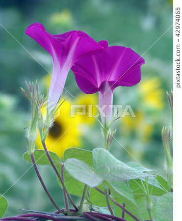 向日葵領域牽牛花 42974068