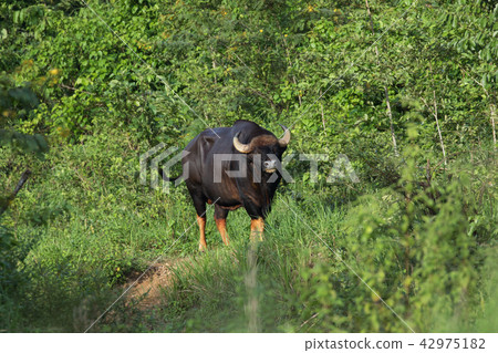 Gaurs are among the largest living land animals Gaurs are among the largest living land animals 42975182