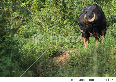 Gaurs are among the largest living land animals Gaurs are among the largest living land animals 42975187