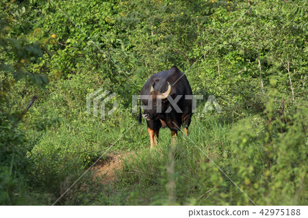 Gaurs are among the largest living land animals 42975188