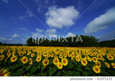 Sunflower 610 Sunflower 610 42975252