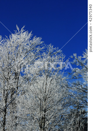Frozen trees against blue sky 42975340