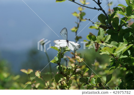 A female of the Miyama white-eyed female who refuses copulation A female of the Miyama white-eyed female who refuses copulation 42975782