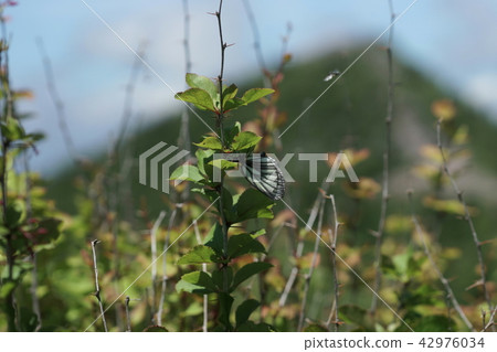 一隻雌性的Miyama白耳產卵卵到Hirohabeabino Braz 42976034