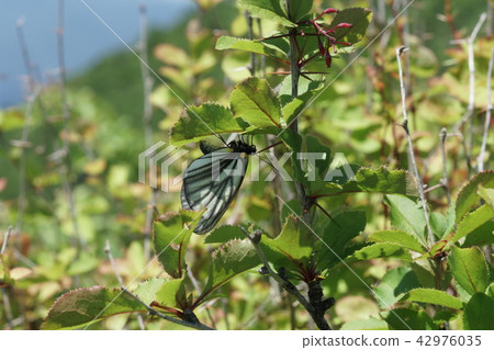 一隻雌性的Miyama白耳產卵卵到Hirohabeabino Braz 42976035