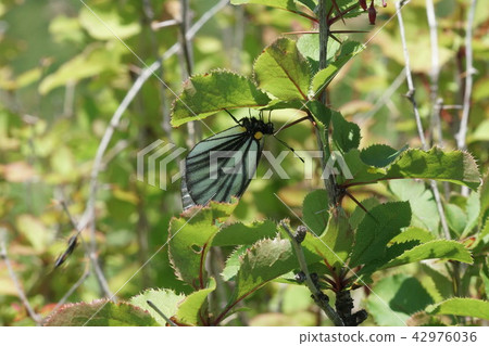 一隻雌性的Miyama白耳產卵卵到Hirohabeabino Braz 42976036