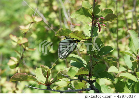 一隻雌性的Miyama白耳產卵卵到Hirohabeabino Braz 42976037