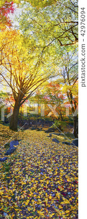 秋天，高敞，Bungusa，銀杏，銀行葉，全景，景觀， 42976094